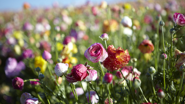 J enjoys the rows and rows of Ranunculus and learns the history of the iconic Flower Fields at Carlsbad Ranch. Relax with J Schwanke’s Life in Bloom, airing on public television stations nationwide. Credit: uBloom.com
